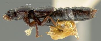 Media type: image;   Entomology 6533 Aspect: habitus lateral view